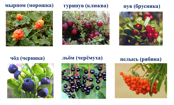 ягоды.png
